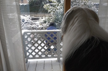 オールド・イングリッシュ・シープドッグ