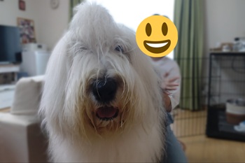 オールド・イングリッシュ・シープドッグ