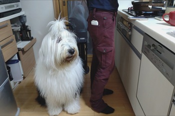 オールド・イングリッシュ・シープドッグ