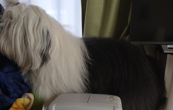 オールド・イングリッシュ・シープドッグ